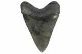 Fossil Megalodon Tooth - South Carolina #182985-1